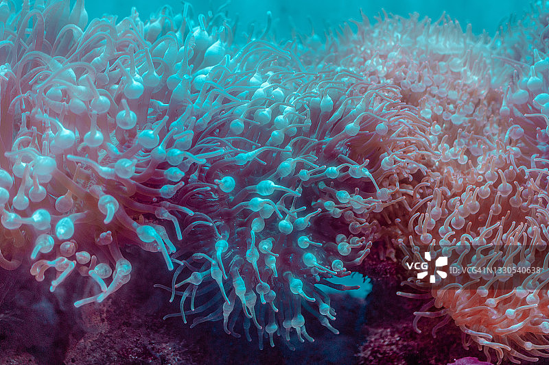 安达曼海珊瑚的特写镜头图片素材