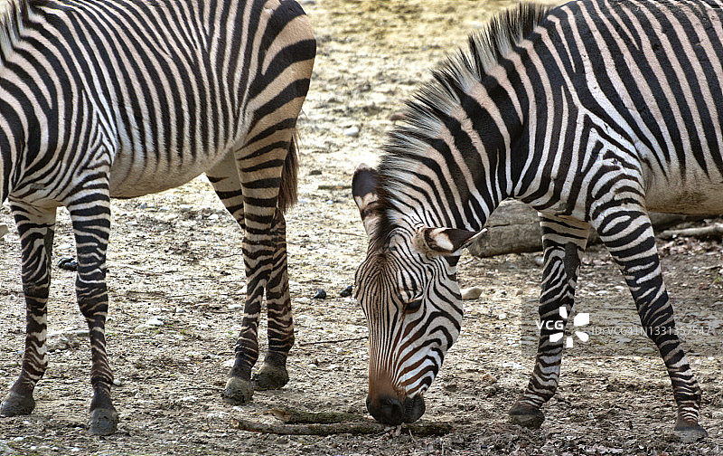 一对非洲斑马吃草时的条纹图案图片素材
