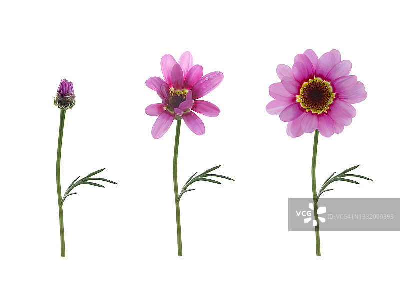 粉红色的玛格丽特雏菊的发展顺序，在白色。图片素材