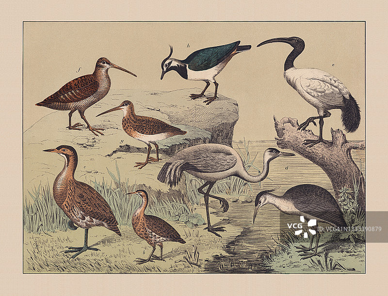 涉禽，手工彩色版，1882年出版图片素材