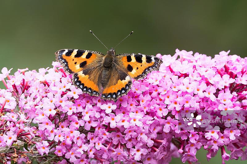 小玳壳(阿格莱斯荨麻)，蝴蝶坐在夏天丁香，黑森州，德国图片素材