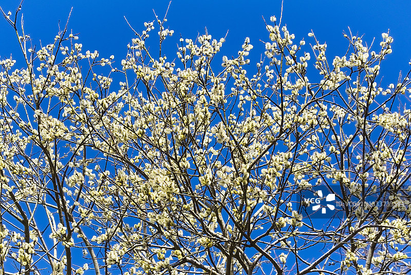 在苏格兰的春天，猫咪柳树上的柳絮图片素材