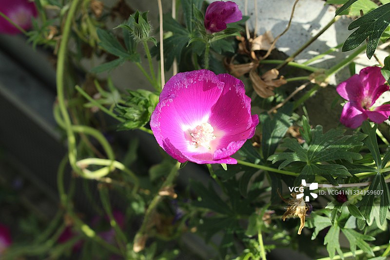 “紫罂粟花”-牵牛花图片素材