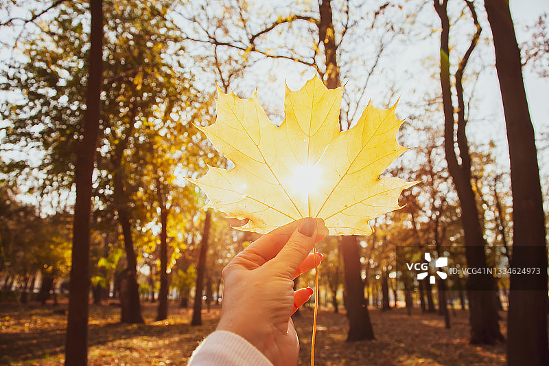 在公园里，一名年轻女子手里拿着一片黄色的枫叶，叶子上有一个洞，阳光从叶子上透了进来图片素材