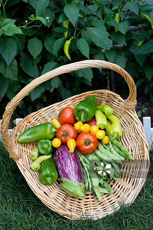 加拿大蔬菜园-新鲜采摘的蔬菜在篮子里图片素材