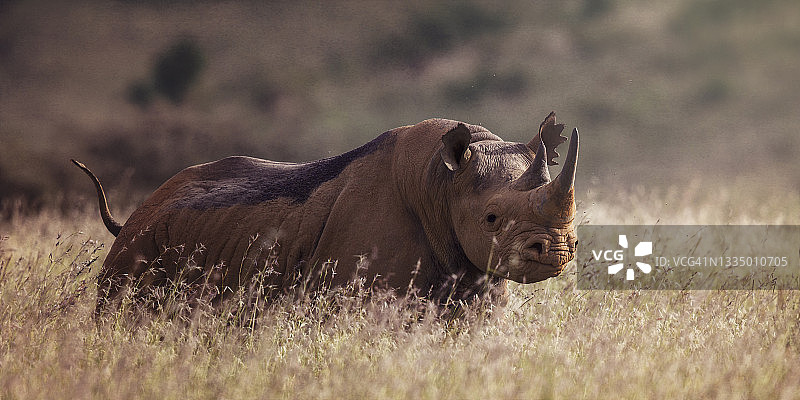 内罗毕国家公园金色夕阳下美丽的黑犀牛肖像图片素材