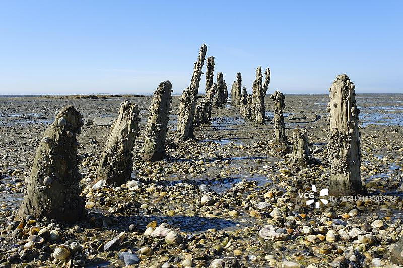 木制的防波堤和贝壳在退潮下萨克森州瓦登海国家公园,Harlesiel, Carolinensiel,东Frisia,德国下萨克森州图片素材