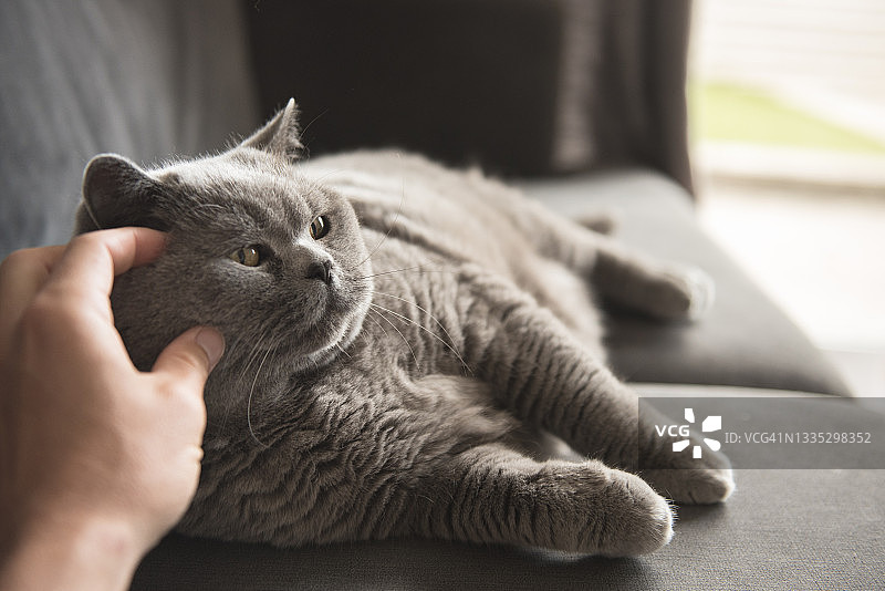 一名男子的手抚摸着一只英国短毛猫的圆脸，她躺在灰色的沙发上图片素材