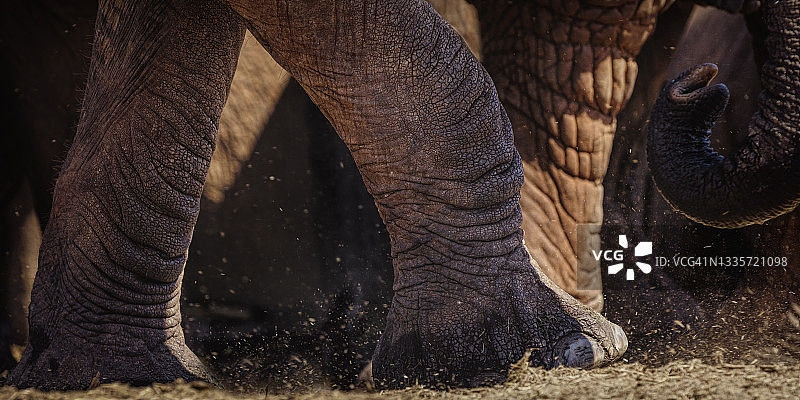 肯尼亚察沃东部水坑里大象的美丽特写图片素材