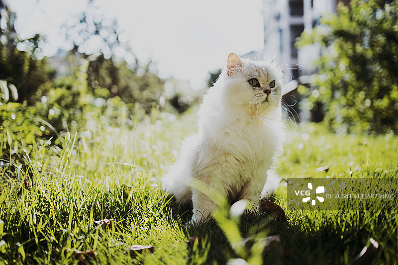 猫坐在草地上图片素材
