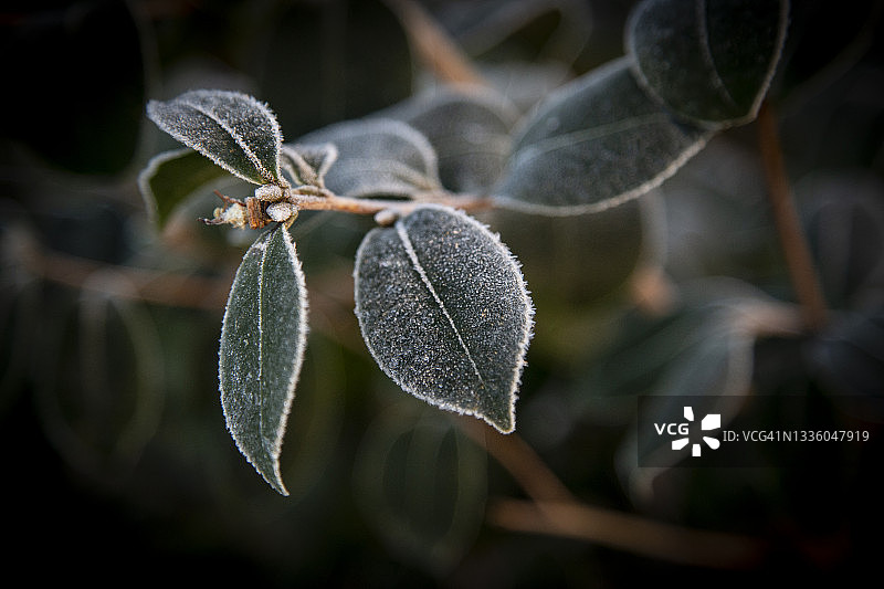 山茶花叶子上的早霜，突出了叶子的边缘，在晨光中给人一种飘渺的效果。模糊的背景使这个图像完美的复制或背景。图片素材