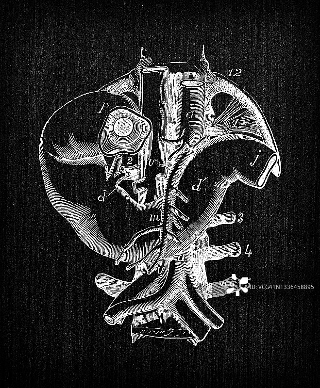 人体解剖学古董插图:十二指肠图片素材