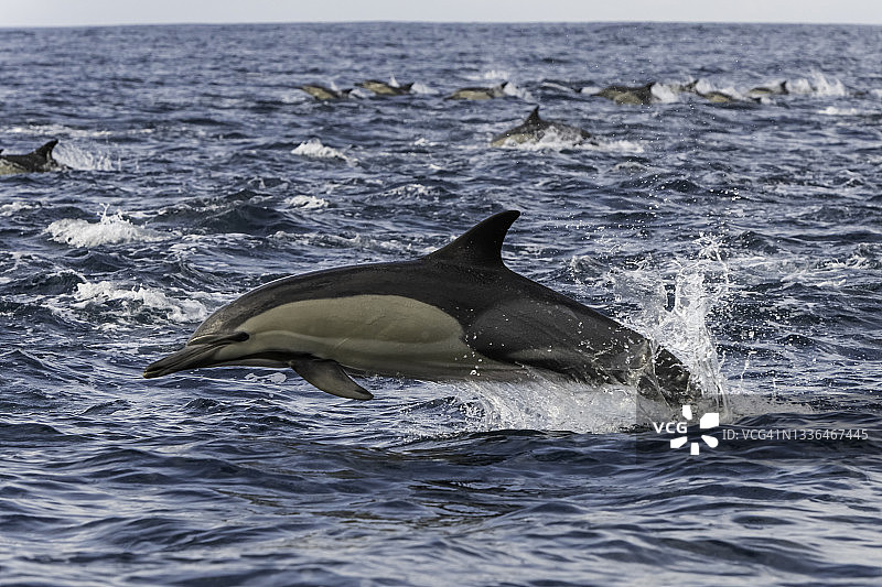 南非东海岸的一群大型普通海豚。图片素材