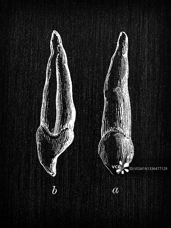 人体解剖古插图:犬齿图片素材