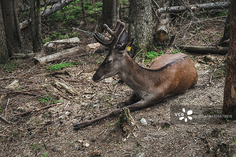 画鹿坐在草地上，耳朵上戴着标签图片素材