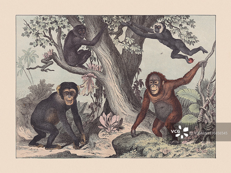 灵长类动物，手工彩色石版，1869年出版图片素材