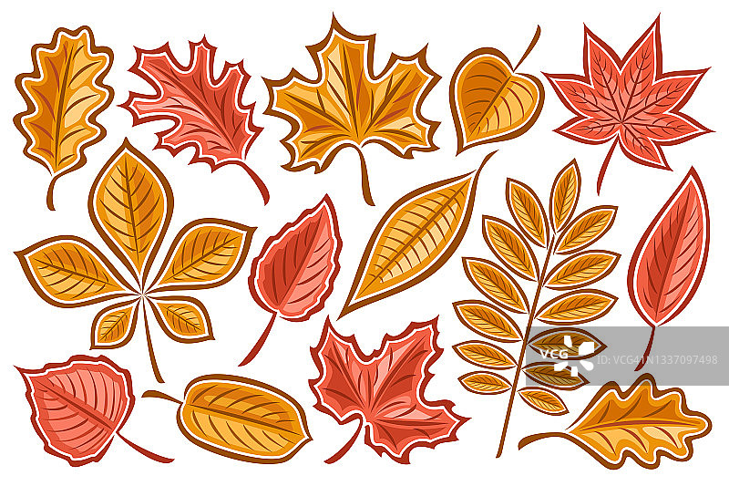 秋天树叶的向量集图片素材