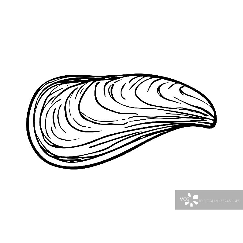 涂鸦贝壳，手绘海符号。化石海螺由墨、笔绘制。图片素材