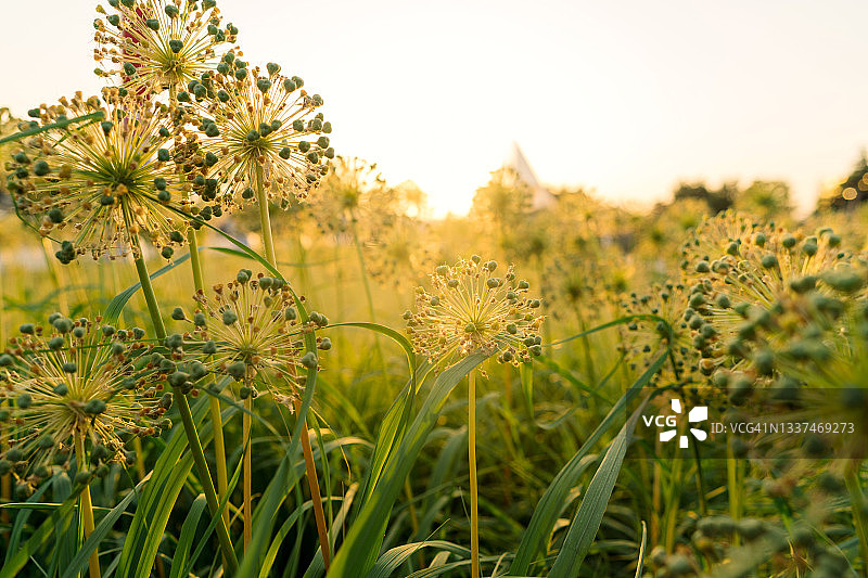 夕阳下的野花背光图片素材