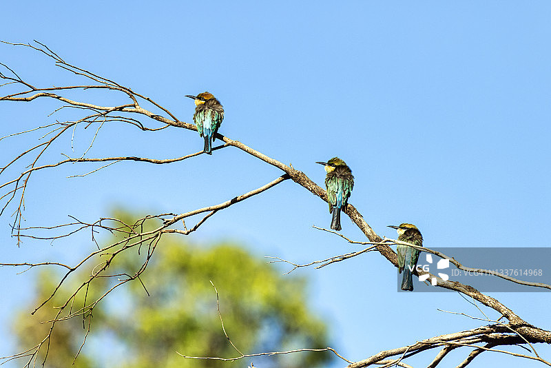 三只彩虹食蜂鸟坐在树上图片素材