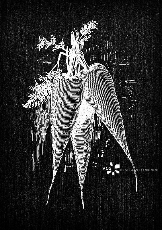 植物学蔬菜植物古董雕刻插图:詹姆斯胡萝卜图片素材
