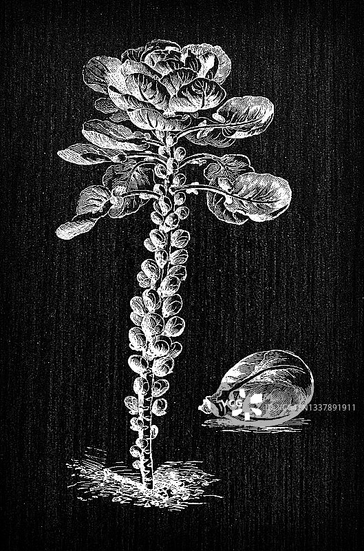 植物学蔬菜植物古董雕刻插图:抱子甘蓝图片素材