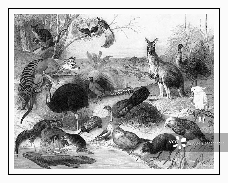 澳大利亚野生动物的古老雕刻插图图片素材