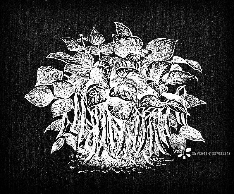 植物学蔬菜植物古董雕刻插图:豆子图片素材