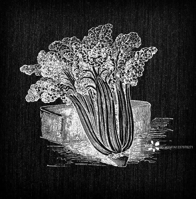 植物学蔬菜植物古董雕刻插图:甜菜，叶甜菜图片素材