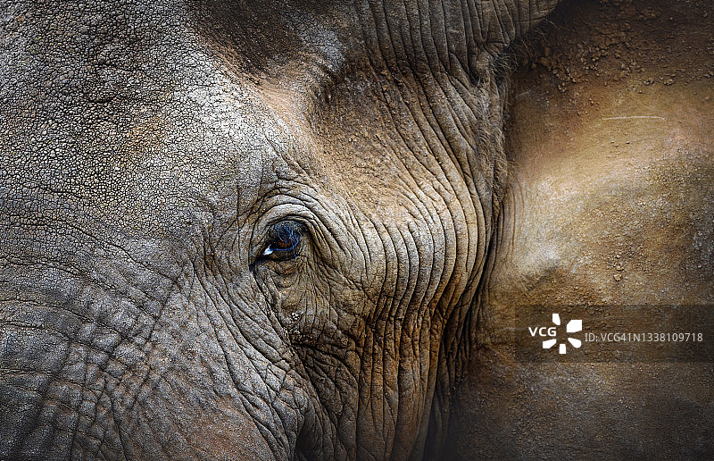 肯尼亚安博塞利国家公园，一头名叫克雷格的大象的脸部特写图片素材