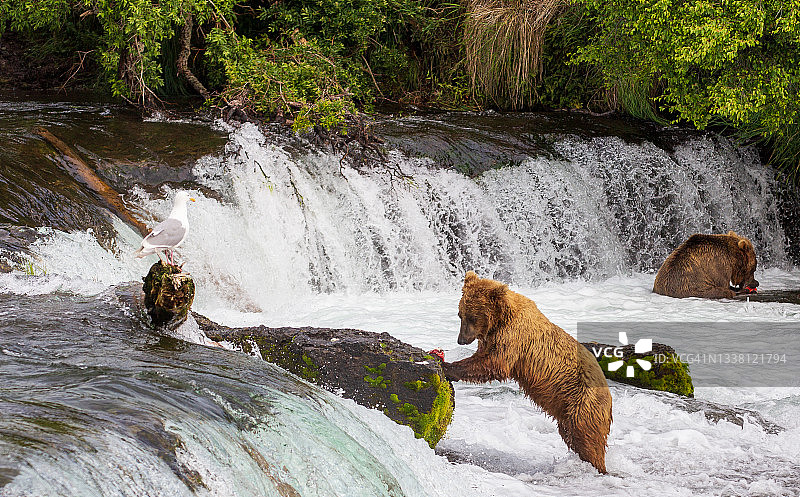 在布鲁克斯瀑布，卡特迈国家公园和保护区，阿拉斯加，美国，以鲑鱼为食的熊图片素材