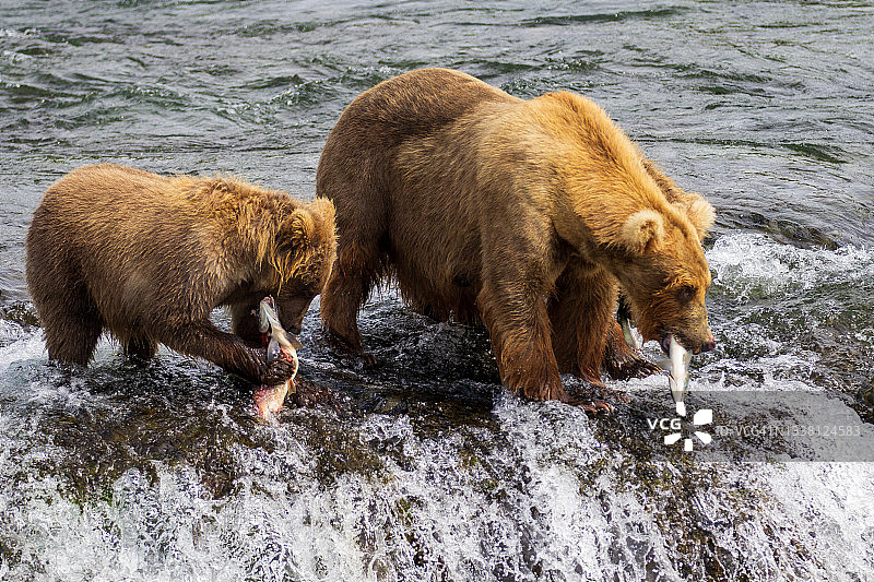 在布鲁克斯瀑布，卡特迈国家公园和保护区，阿拉斯加，美国，以鲑鱼为食的熊图片素材