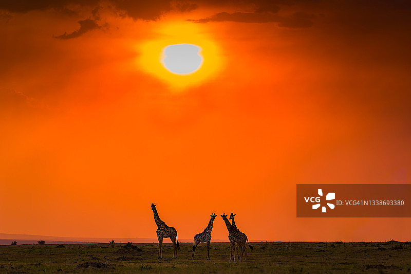 马赛长颈鹿在日落图片素材