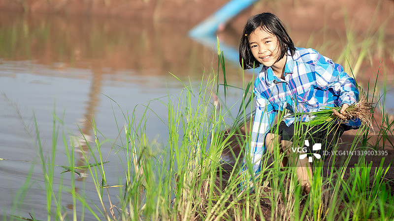 孩子们在农村有机农业田里播种水稻图片素材