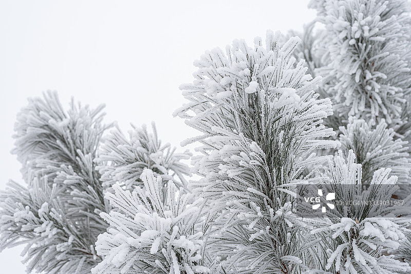 冬天，松爪上覆盖着松软的雪。图片素材
