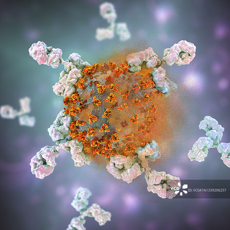 抗体对Covid-19冠状病毒的反应，插图图片素材