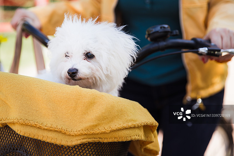 毛绒绒的白色狗，盖着毯子在自行车篮子里旅行图片素材