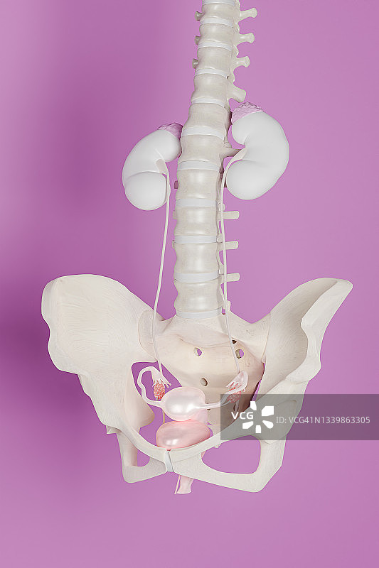 女性生殖系统3D，插图与复制空间隔离在背景上图片素材
