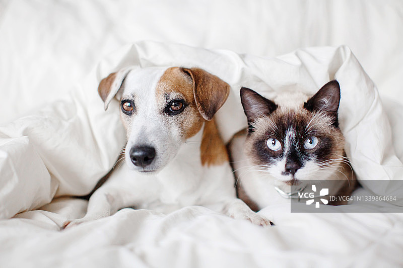白毯子下的狗和猫图片素材