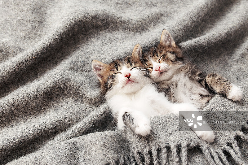 两只小猫闭着眼睛，盖着毛茸茸的毯子睡觉图片素材