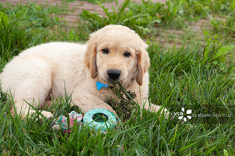 快乐的金毛寻回犬躺在后院的草地上玩着玩具。图片素材