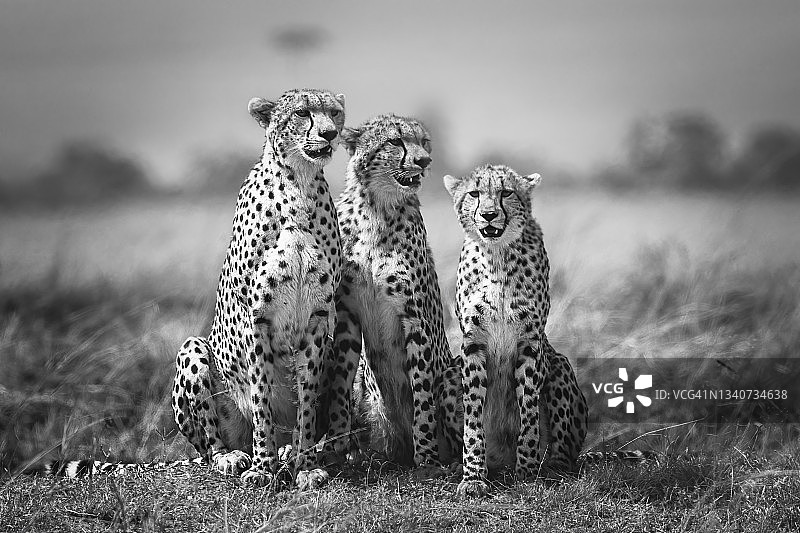 肯尼亚马赛马拉，猎豹Nashipae和她的两个男孩一起摆姿势的美丽肖像图片素材