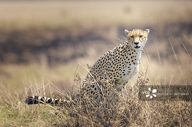 肯尼亚马赛马拉金色风景下美丽的猎豹纳希帕肖像图片素材