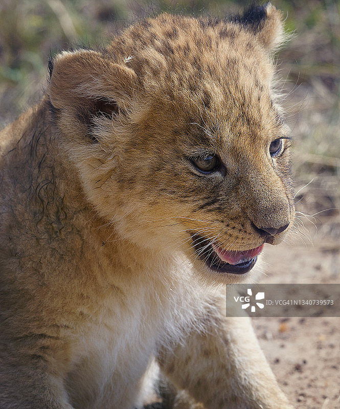 肯尼亚马赛马拉小狮子的可爱特写图片素材