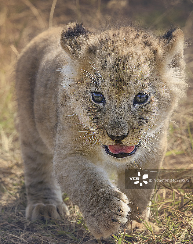 肯尼亚马赛马拉，小狮子抬起爪子的可爱艺术特写图片素材