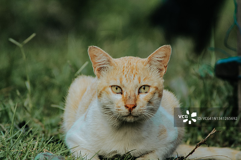 一只橙色的猫在看相机图片素材