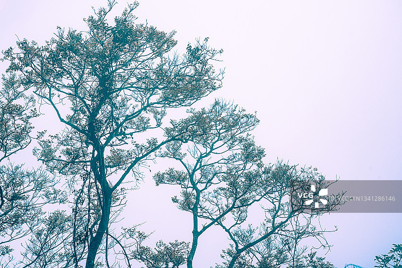 迷雾中的神秘森林，蓝雾中的树枝剪影图片素材