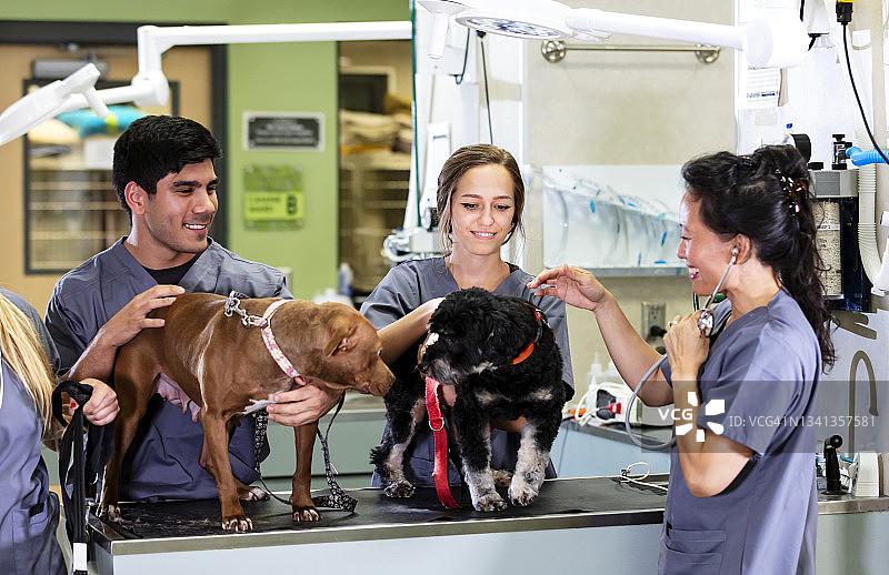 动物医院的多种族员工和两只狗图片素材
