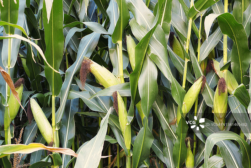 玉米在法国九月播种图片素材