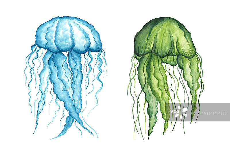 水母，绿色和蓝色，孤立在白色背景上。游泳的海洋动物有伞顶和悬挂的长触须。水彩手绘插图。图片素材
